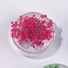 Kép 1/5 - Szárított virág kis tégelyes - magenta